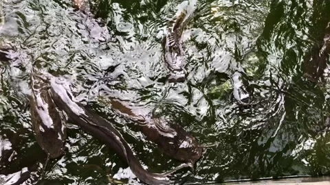 Fresh catfish in the water Stock-Footage 109321613