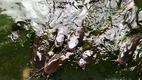 Fresh catfish in the water Stock-Footage 109321618