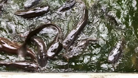 Fresh catfish in the water Stock-Footage 109321628