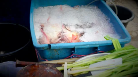Fresh Caught Fish Stock Footage 34064710