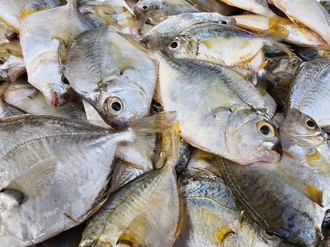 Fresh caught fish sold on side of the road stand Stock Photos