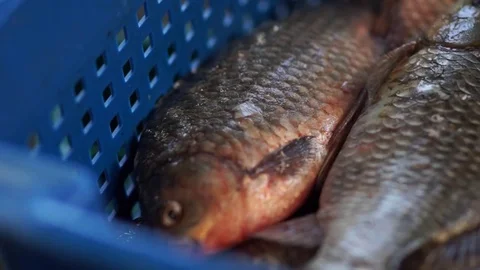 Fresh caught lake fish in a box Stock Footage 85026791