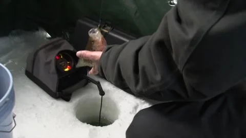 Fresh Caught Live Fish From Ice Hole Using Ice Fishing Finder Sonar. High Stock Footage 267280375