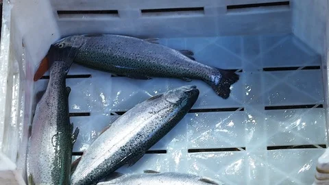 Fresh caught live trout Stock Footage 93486933