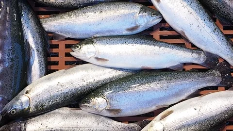 Fresh caught live trout Stock Footage 93487007