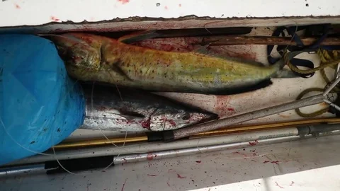 Fresh caught Mahi Mahi fish covered in blood flops in a cooler after catch Stock Footage 79123274