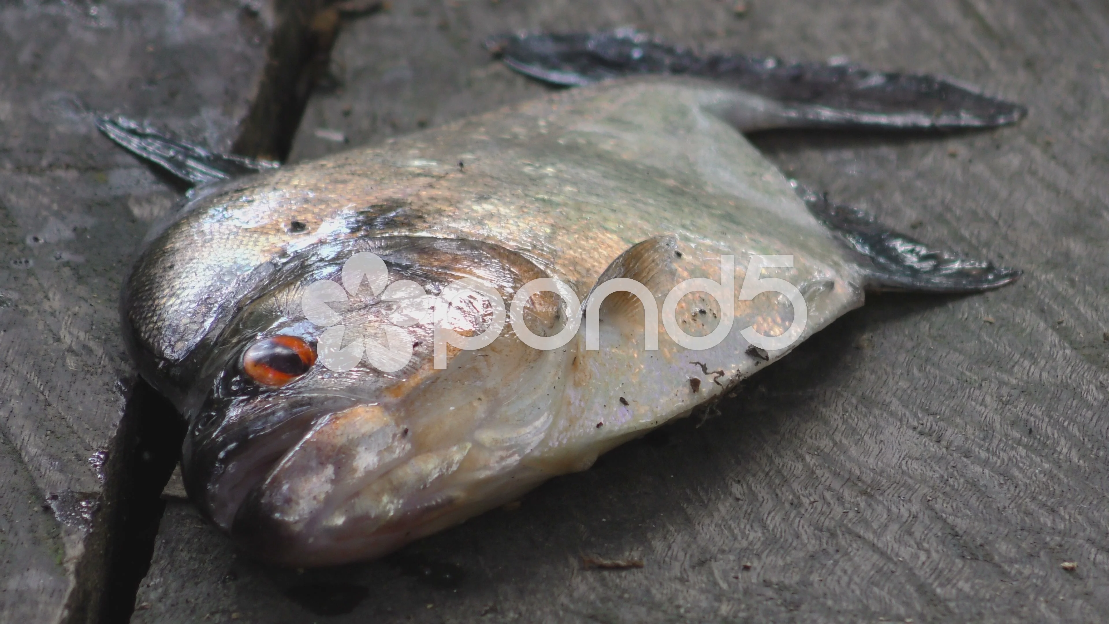 Fresh Caught Piranha Fish In Amazon Jung Stock Video Pond5