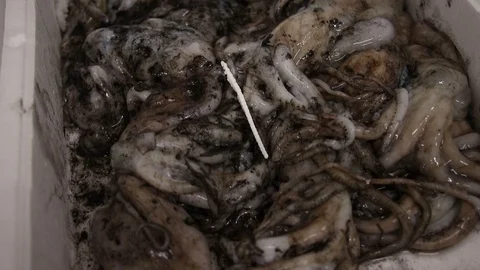 Fresh caught in polystyrene trays at the fish market Stock Footage 121597404