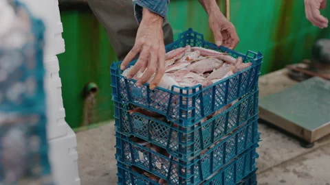 Fresh Caught Small Fish In Box. 스톡 동영상 262723907