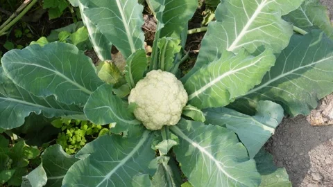 Fresh Cauliflower Head 스톡 동영상 332538581