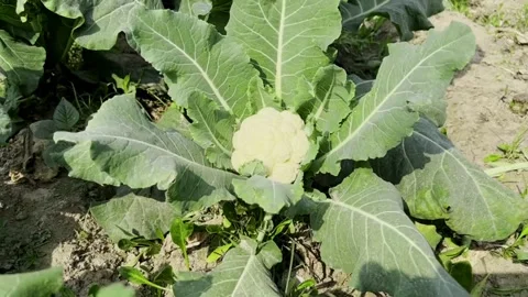 Fresh cauliflower vegetable growing on its plant at the ground Video stock 264976032