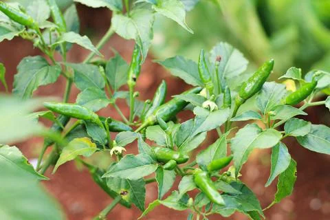 Fresh cayenne pepper Stock Photos