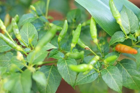 Fresh cayenne pepper Stock Photos