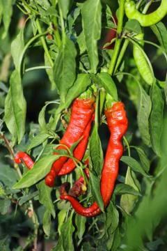 Fresh cayenne Stock Photos