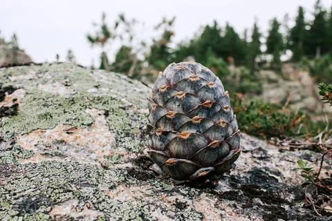 Fresh cedar cone, fallen from tree branch, lies in green bushes. resinous p.. Foto stock