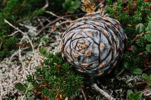 Fresh cedar cone, fallen from tree branch, lies in green bushes. resinous pine Foto stock