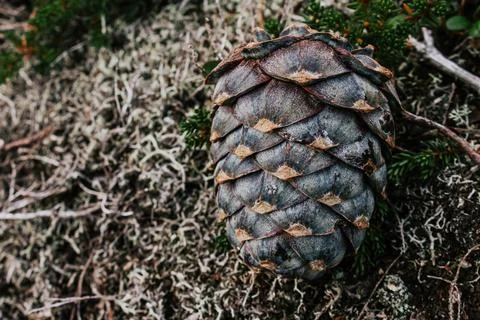 Fresh cedar cone, fallen from tree branch, lies in green bushes. resinous p.. Foto stock