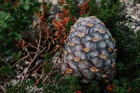 Fresh cedar cone, fallen from tree branch, lies in green bushes. resinous p.. Foto stock
