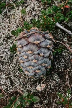 Fresh cedar cone. pine nuts are a source of vitamins. Raw food diet. Stock Photos