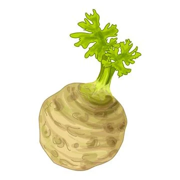 Fresh celeriac vegetable growing illustration on white background Stock Illustration