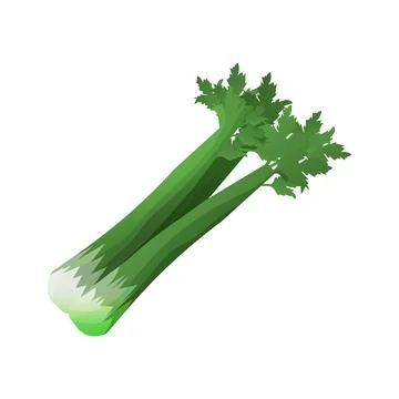 Fresh celery  Stock Illustration