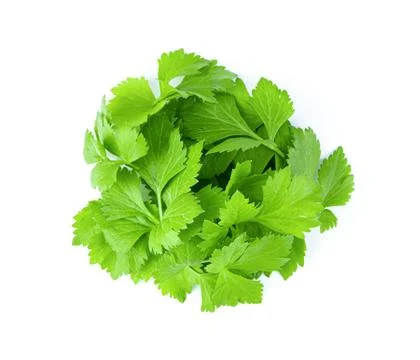 Fresh celery leaf isolated on white background. Stock Photos