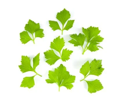 Fresh celery leaf isolated on white background Stock Photos