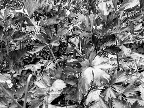 Fresh celery plants Stock Photos