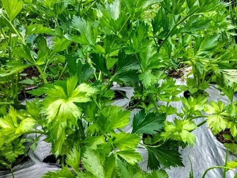 Fresh celery plants Stock Photos