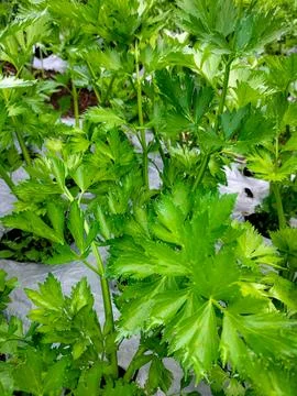 Fresh celery plants Stock Photos