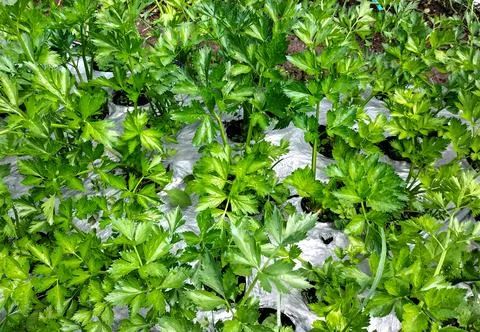 Fresh celery plants Stock Photos