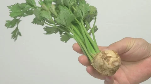 Fresh Celery Root with Vibrant Green Leaves Held in One Hand for a Bountiful Vídeo Stock 281931138