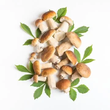 Fresh cep on gray background Stock Photos