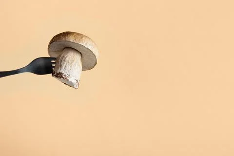 Fresh cep on an orange background Stock Photos
