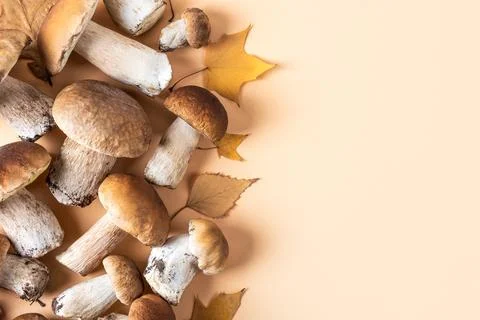 Fresh cep on orange table Stock Photos