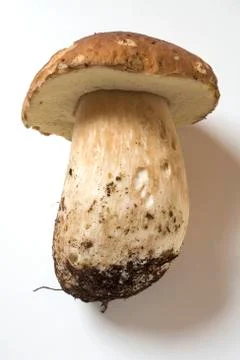 Fresh cep with soil Stock Photos