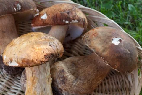 Fresh Ceps Stockfoto's