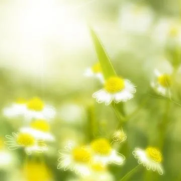 Fresh chamomile, spring background. Stock Illustration