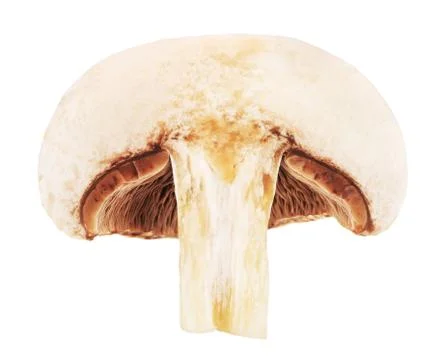 Fresh Champignon Mushroom Stock Photos