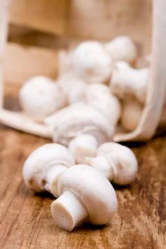 Fresh champignon Stock Photos