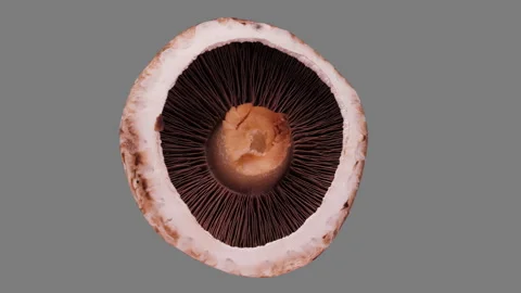 Fresh champignon spin - isolated with alpha channel, seamless loop Video stock 139136417