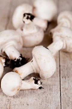 Fresh champignons Stock Photos