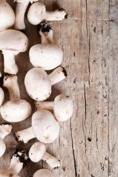Fresh champignons Stock Photos