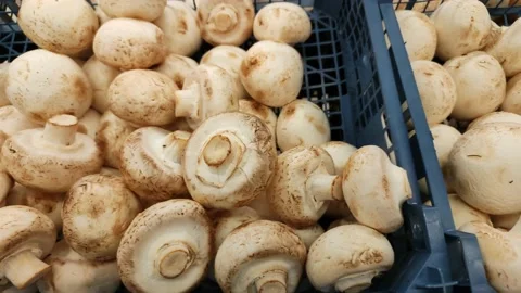 Fresh champignons in plastic boxes at the farmer's market Stockbeeldmateriaal 174160514