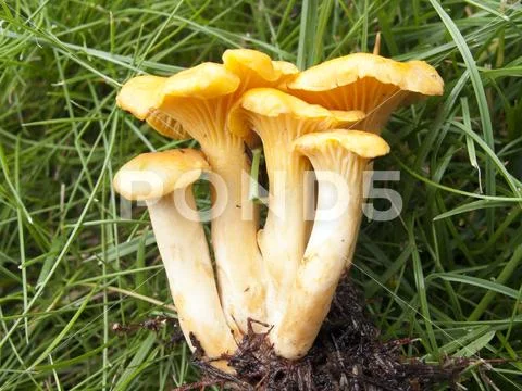 Fresh chanterelle mushrooms with roots Stock Photos