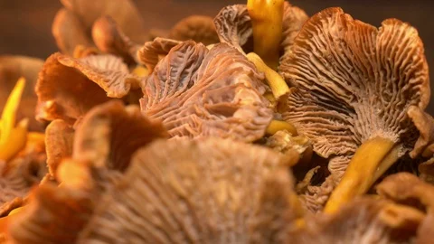 Fresh chanterelle on a table Stock Footage 118447870