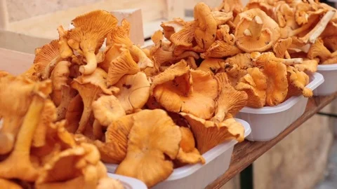 Fresh chanterelles 動画素材 82968443