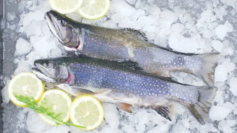 Fresh char fish on ice with lemon slice Stock Footage 148534653