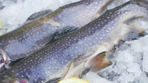 Fresh char fish on ice with lemon slice Stock Footage 148535147