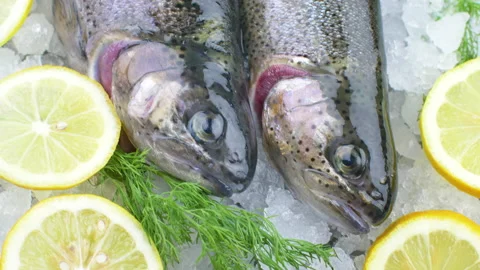 Fresh char fish on ice with lemon slice Stock Footage 148535319